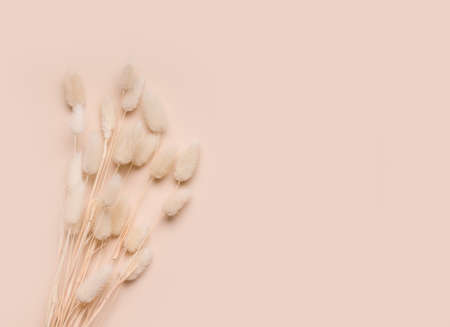 Dried flowers on a beige background. Copy spaceの写真素材