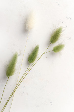 Background with green and white dry soft flowers on concrete wallの写真素材
