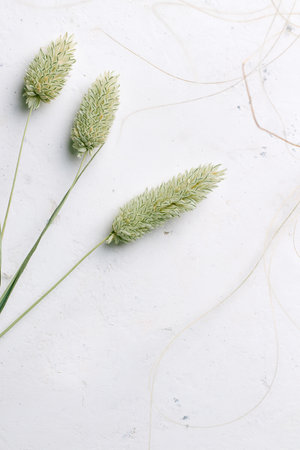 Dry green flowers on a white concrete background. Copy space. Minimalismの写真素材