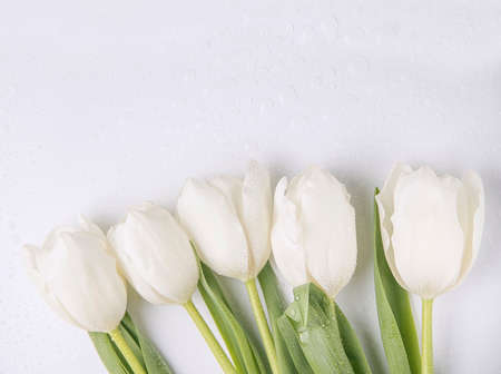 Fresh white tulips on white backgroundの写真素材