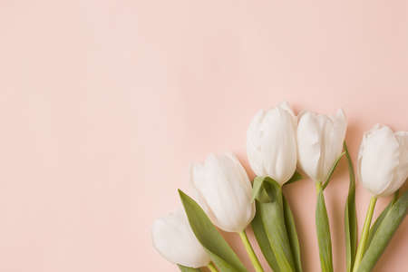 Background with white flowers. Tulips on a pale pink background. Copy space.の写真素材