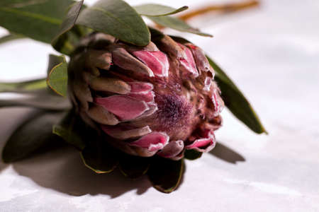 Pink fresh protea on gray backgroundの写真素材