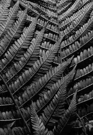 Fern leaves close-up. Black and white photo. Monochrome. Wallpaperの写真素材