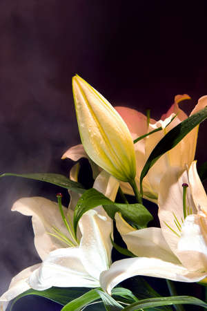 Beautiful white lilies in smoke on a black backgroundの写真素材