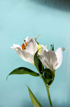 White lily on a blue backgroundの写真素材