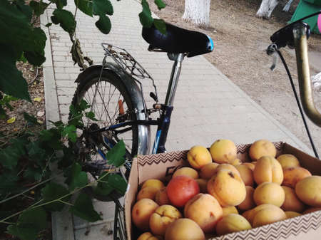 Bike with apricotsの写真素材