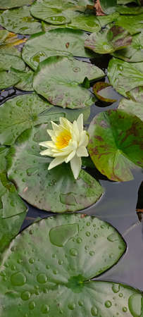 Water lilyの写真素材