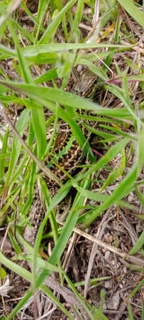 Lizard in the grassの写真素材