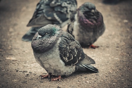 heavily ruffled pigeon on the pavement close-up filter