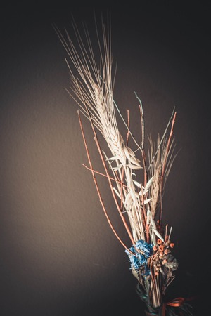 spike and dry branches on a dark background with bright lighting, filterの写真素材