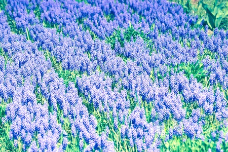 background purple flowers grow diagonal line filter, tintedの写真素材
