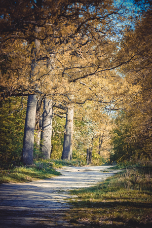 Forest landscape - dirt road, three tall old oak trees, the filterの写真素材
