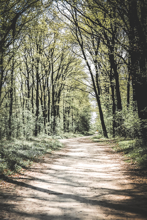The road in the woods in early spring with translucent leaves and tall slender trees, the filterの写真素材