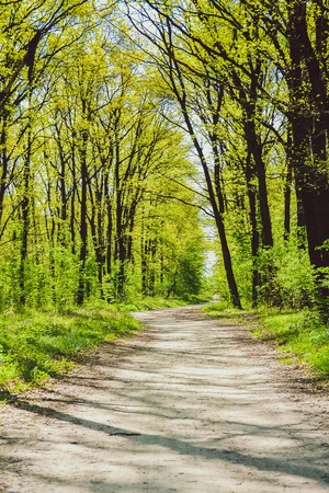 road in the woods among the trees with bright green leaves, filter, bright sunの写真素材