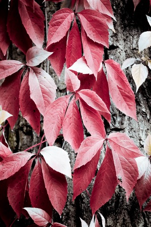 Red creeper leaves trailing on tree bark close-up filterの写真素材
