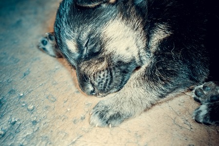 cute little muzzle puppy who sleeps German shepherd closeup, blue filter