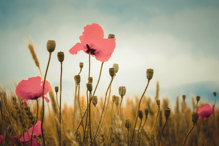 poppies against the gray sky with dry wheat filterの写真素材