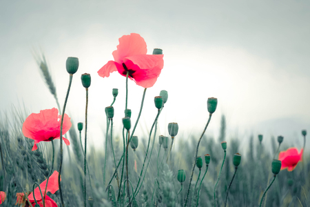 budded poppy on a background of white sky, gray-red filterの写真素材