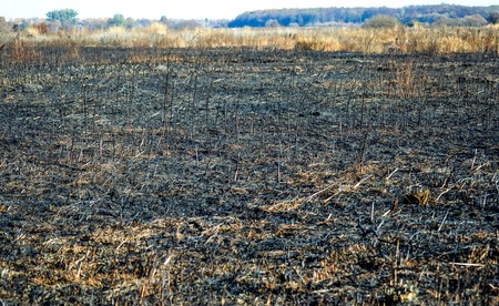 scorched field of dry grass, day,  filterの写真素材
