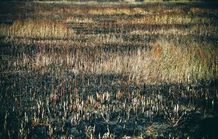Field and burnt remains of dry grass,  filterの写真素材