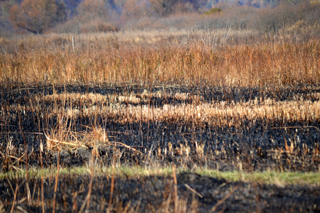 Stems of dry grass on the scorched field dayの写真素材