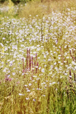 field with a variety of blooming flowers, a filterの写真素材