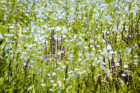 background many flowers growing in the field on a sunny dayの写真素材