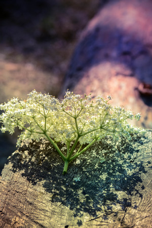 inflorescence of white little flowers lying on wood, filter,の写真素材