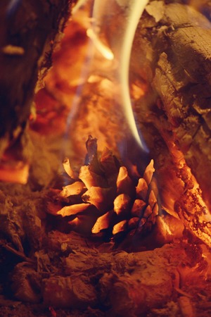 pine cone pine burns in the fireの写真素材