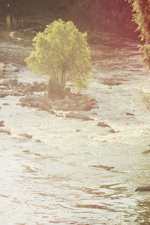 Tree with green leaves in the center of the river in summer, filterの写真素材