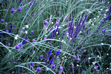 background of flowers and green grass, filterの写真素材