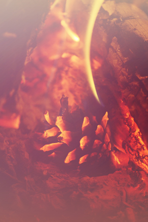 pine cone close-up in the fire, filter,の写真素材