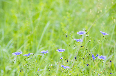 small blue flowers  on blurred background of green grass, filter,の写真素材