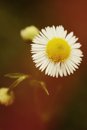 daisy flower close up on dark background, filter,の写真素材