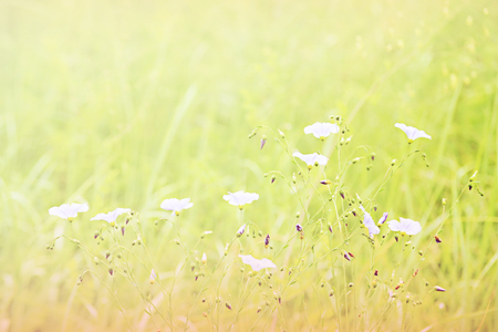small purple flowers in a green field, filter,の写真素材