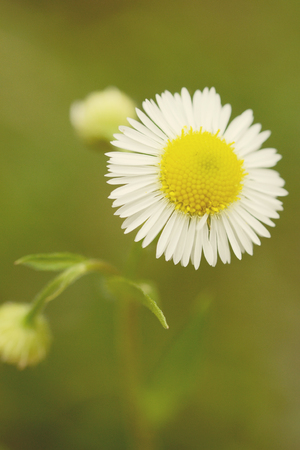 daisy flower close up on dark background, filter,の写真素材