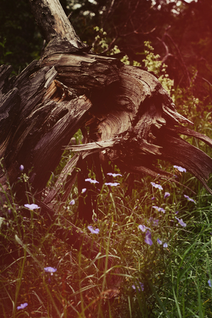 old wooden snag in the woods nearの写真素材