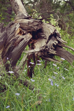 old wooden snag in the woods near, filter,の写真素材