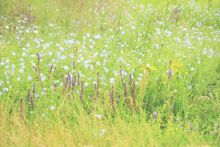 background beautiful purple and blue flowers in the green field, filterの写真素材