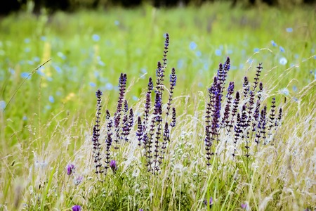 shoots purple flowers in green grass closeup, filterの写真素材
