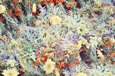 pattern of different blooming flowers of the field, filter,の写真素材