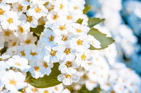 a lot of little white flowers with yellow stamens and green leafの写真素材