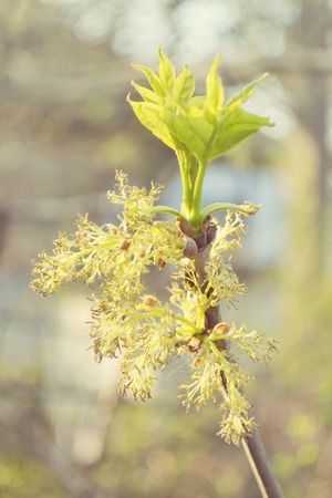 fresh leaves on a branch in spring with filterの写真素材