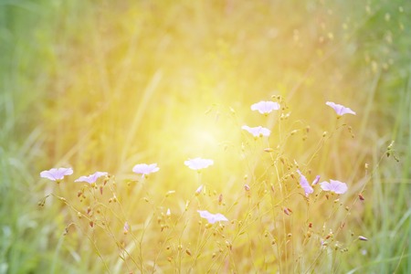 on a green field small blue flowers with a yellow spot in the centerの写真素材
