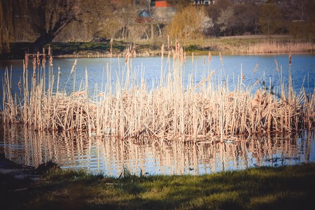 high dry grass in the water near the shore green filter,の写真素材