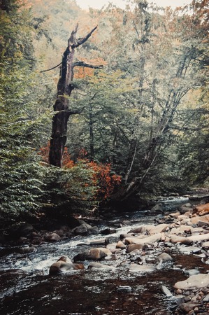 mountain stream and a dry tree on the shore filterの写真素材