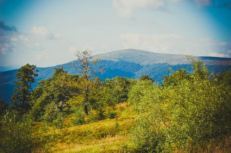 Trees in the mountains summer sunny dayの写真素材