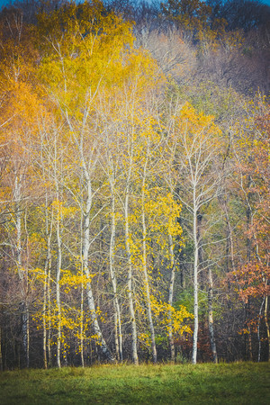 Thin birch with yellow leaves background filterの写真素材