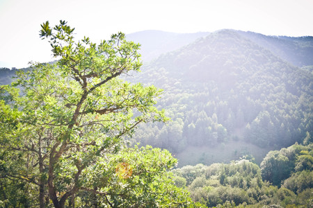tree and mountain  the Carpathians views with filterの写真素材