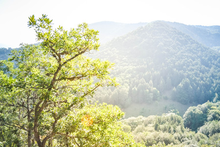 tree and mountain  the Carpathians views with filterの写真素材